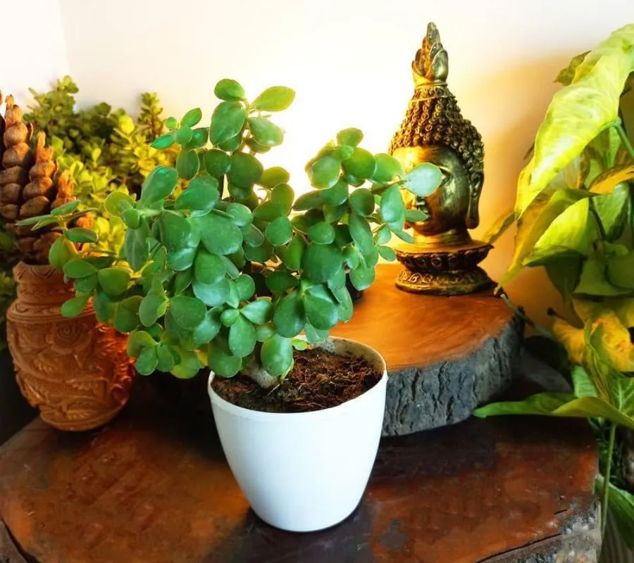 albero di giada crassula