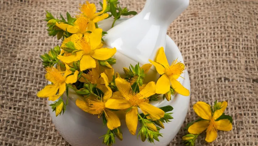 iperico contro depressione erba di san giovanni