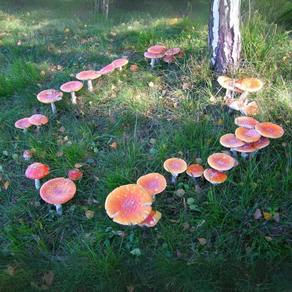 cerchi delle streghe