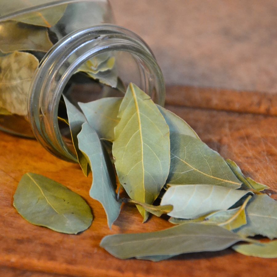 alloro erba officinale