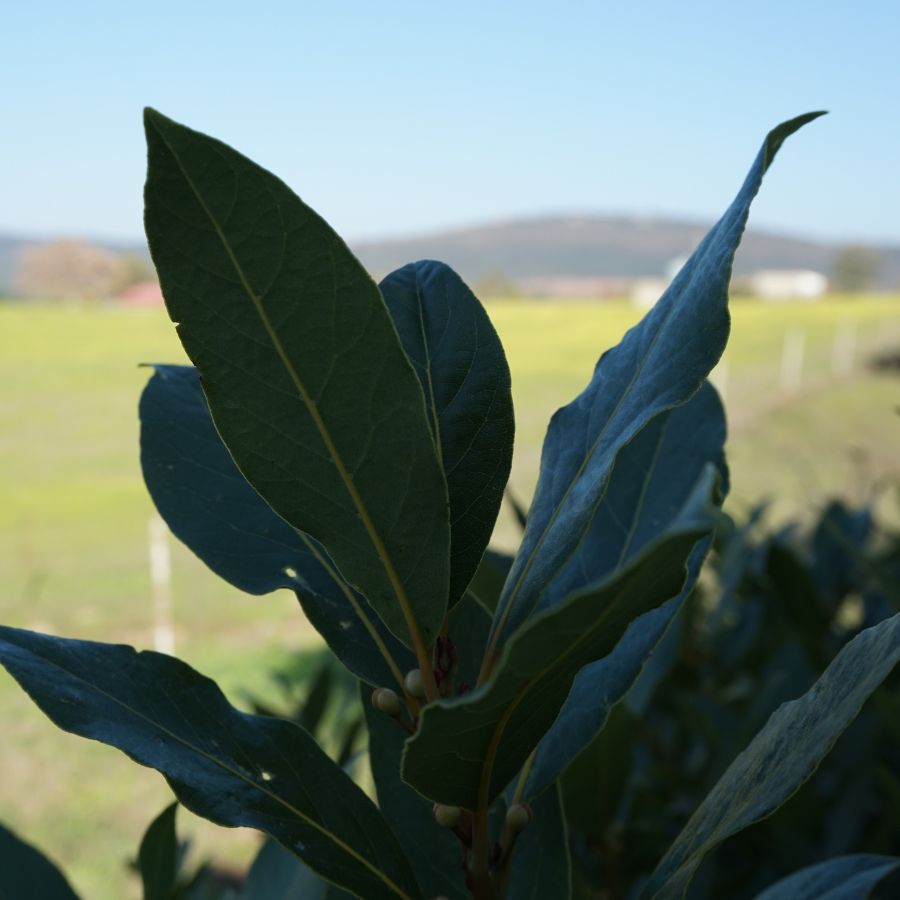 alloro erba sacra
