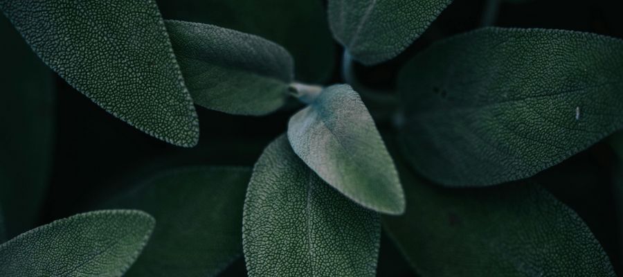 salvia comune rituali e fumigazione